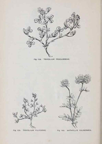 Reproducción/Reproduction 49742709823: The flora of the Liverpool district /. Liverpool :D. Marples & Co.,1902.. 