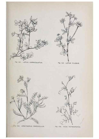 Reproducción/Reproduction 49743259701: The flora of the Liverpool district /. Liverpool :D. Marples & Co.,1902.. 
