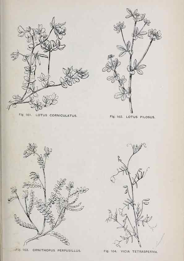 Reproducción/Reproduction 49743259701: The flora of the Liverpool district /. Liverpool :D. Marples & Co.,1902.. 