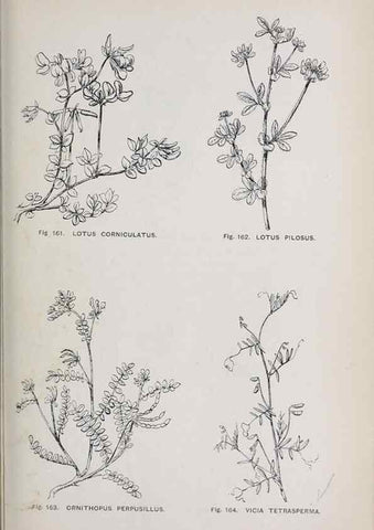 Reproducción/Reproduction 49743259701: The flora of the Liverpool district /. Liverpool :D. Marples & Co.,1902.. 