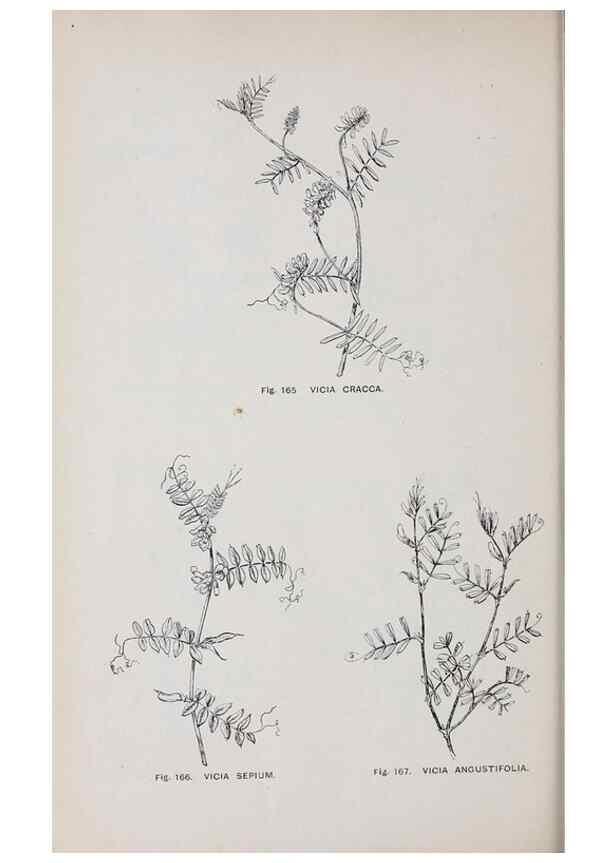 Reproducción/Reproduction 49742710583: The flora of the Liverpool district /. Liverpool :D. Marples & Co.,1902.. 