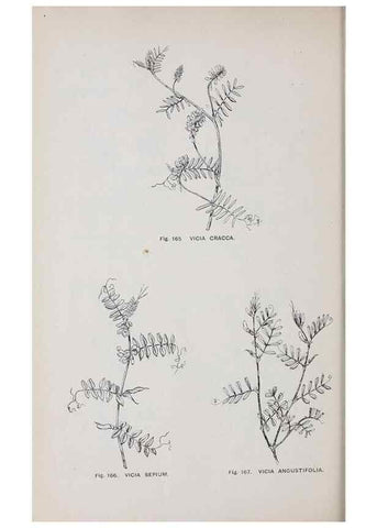 Reproducción/Reproduction 49742710583: The flora of the Liverpool district /. Liverpool :D. Marples & Co.,1902.. 