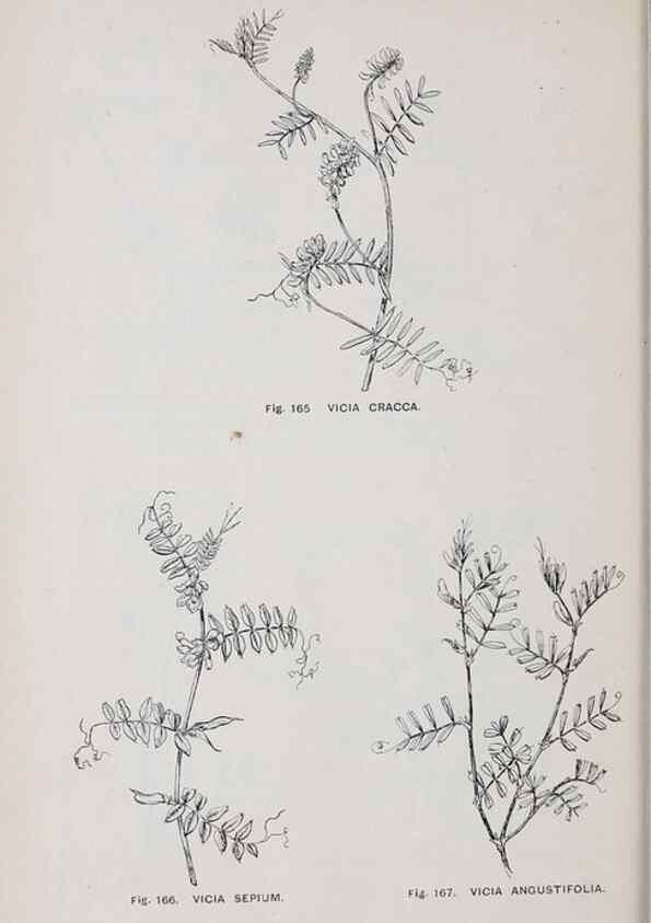 Reproducción/Reproduction 49742710583: The flora of the Liverpool district /. Liverpool :D. Marples & Co.,1902.. 