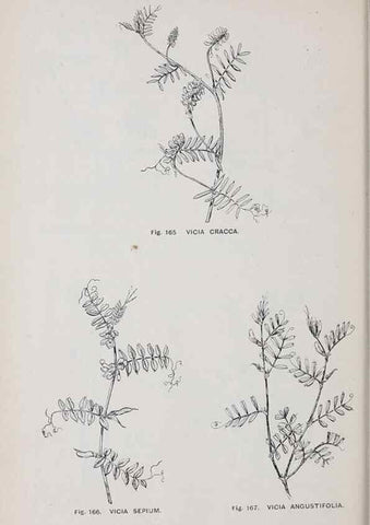 Reproducción/Reproduction 49742710583: The flora of the Liverpool district /. Liverpool :D. Marples & Co.,1902.. 