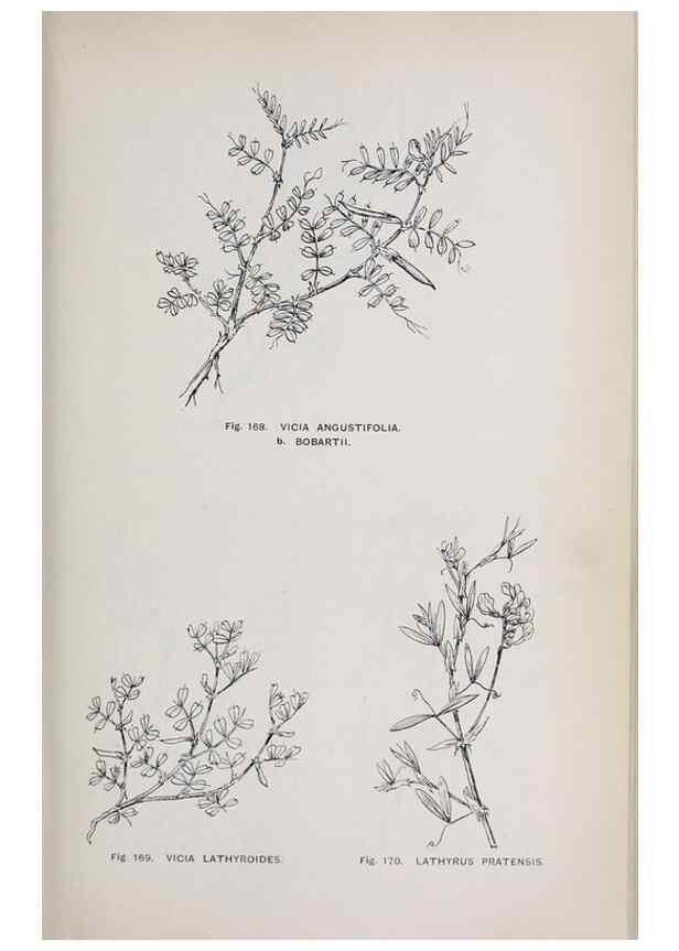 Reproducción/Reproduction 49742710833: The flora of the Liverpool district /. Liverpool :D. Marples & Co.,1902.. 