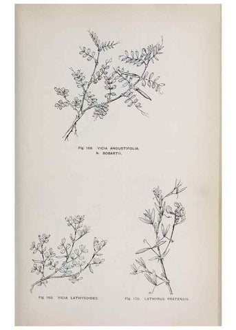 Reproducción/Reproduction 49742710833: The flora of the Liverpool district /. Liverpool :D. Marples & Co.,1902.. 