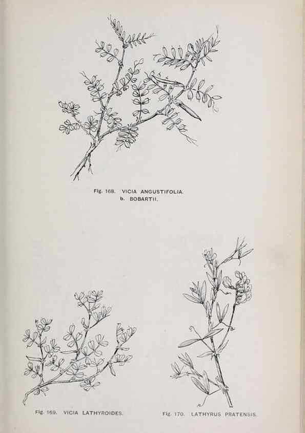 Reproducción/Reproduction 49742710833: The flora of the Liverpool district /. Liverpool :D. Marples & Co.,1902.. 
