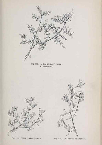 Reproducción/Reproduction 49742710833: The flora of the Liverpool district /. Liverpool :D. Marples & Co.,1902.. 
