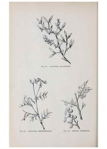 Reproducción/Reproduction 49743582132: The flora of the Liverpool district /. Liverpool :D. Marples & Co.,1902.. 