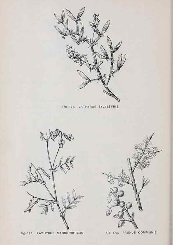 Reproducción/Reproduction 49743582132: The flora of the Liverpool district /. Liverpool :D. Marples & Co.,1902.. 