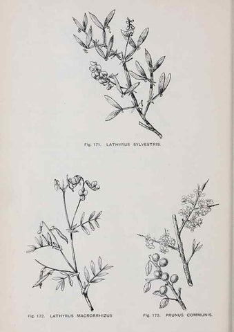 Reproducción/Reproduction 49743582132: The flora of the Liverpool district /. Liverpool :D. Marples & Co.,1902.. 