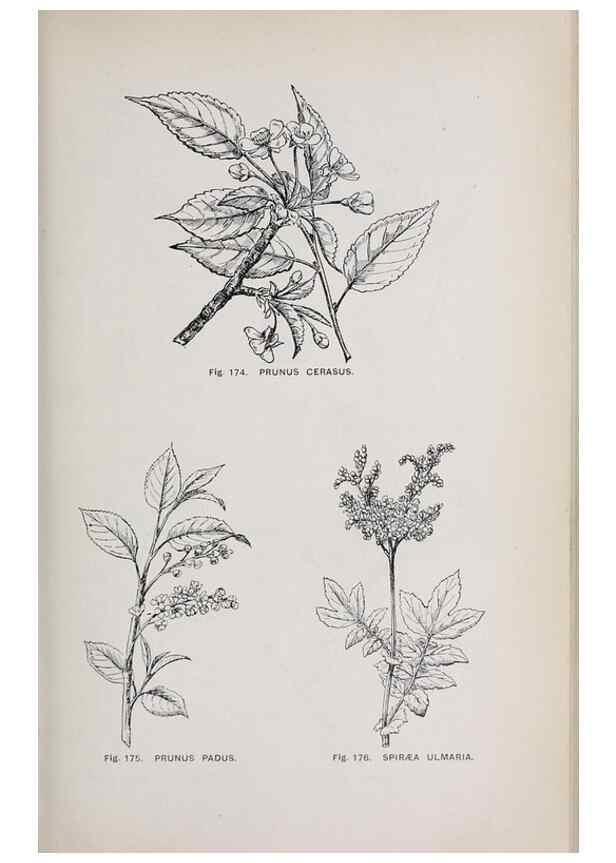 Reproducción/Reproduction 49742711283: The flora of the Liverpool district /. Liverpool :D. Marples & Co.,1902.. 