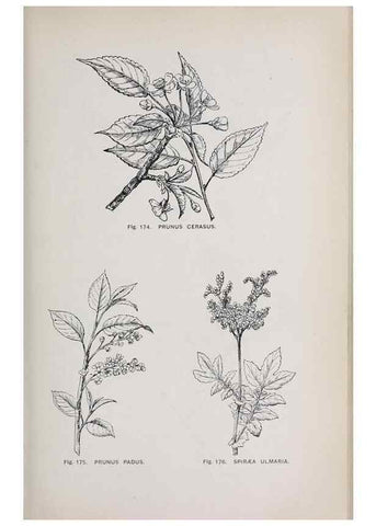 Reproducción/Reproduction 49742711283: The flora of the Liverpool district /. Liverpool :D. Marples & Co.,1902.. 