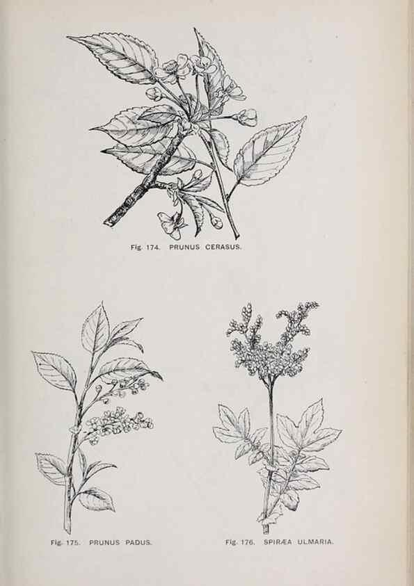 Reproducción/Reproduction 49742711283: The flora of the Liverpool district /. Liverpool :D. Marples & Co.,1902.. 