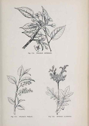 Reproducción/Reproduction 49742711283: The flora of the Liverpool district /. Liverpool :D. Marples & Co.,1902.. 