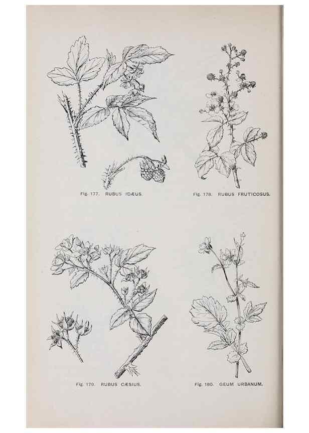 Reproducción/Reproduction 49743582697: The flora of the Liverpool district /. Liverpool :D. Marples & Co.,1902.. 