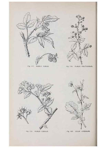 Reproducción/Reproduction 49743582697: The flora of the Liverpool district /. Liverpool :D. Marples & Co.,1902.. 