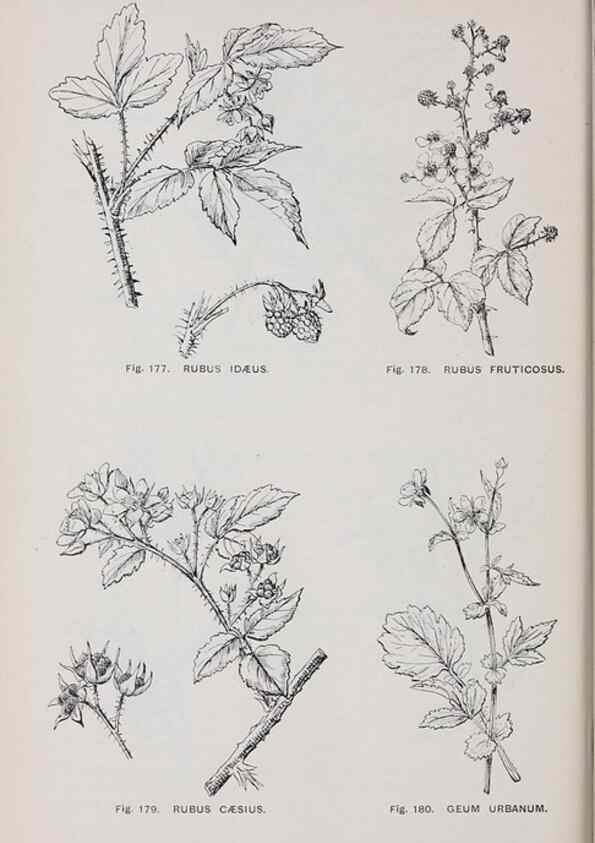 Reproducción/Reproduction 49743582697: The flora of the Liverpool district /. Liverpool :D. Marples & Co.,1902.. 