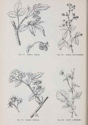 Reproducción/Reproduction 49743582697: The flora of the Liverpool district /. Liverpool :D. Marples & Co.,1902.. 