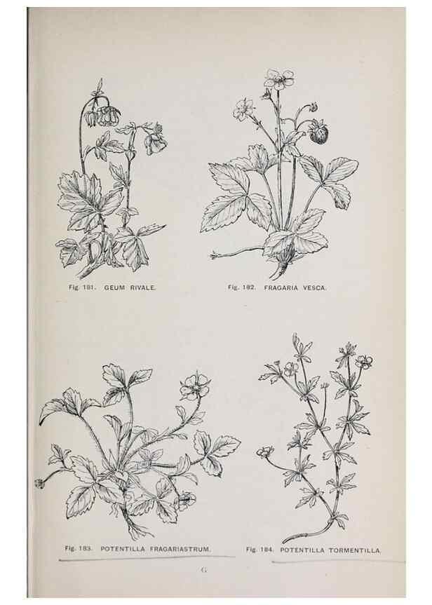 Reproducción/Reproduction 49742711898: The flora of the Liverpool district /. Liverpool :D. Marples & Co.,1902.. 
