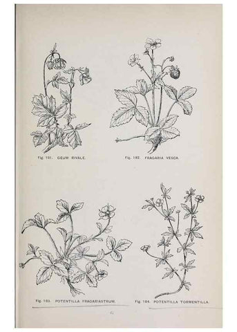 Reproducción/Reproduction 49742711898: The flora of the Liverpool district /. Liverpool :D. Marples & Co.,1902.. 
