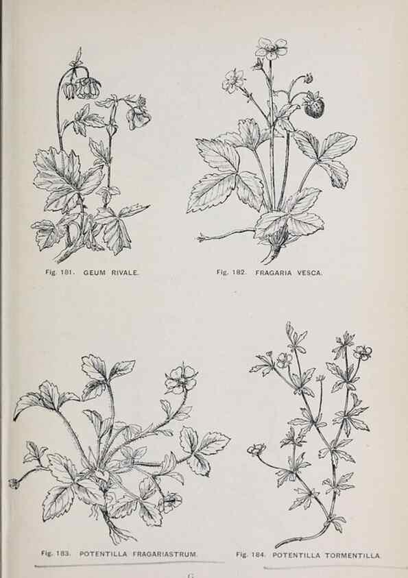Reproducción/Reproduction 49742711898: The flora of the Liverpool district /. Liverpool :D. Marples & Co.,1902.. 
