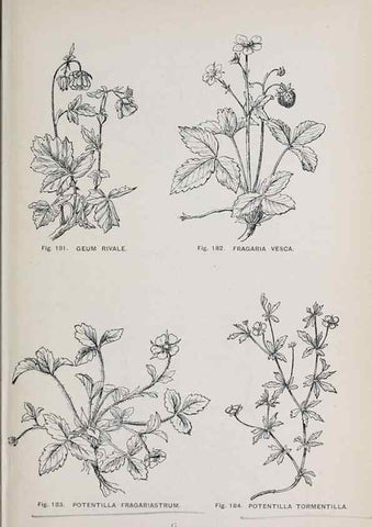 Reproducción/Reproduction 49742711898: The flora of the Liverpool district /. Liverpool :D. Marples & Co.,1902.. 