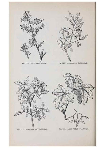 Reproducción/Reproduction 49742707723: The flora of the Liverpool district /. Liverpool :D. Marples & Co.,1902.. 