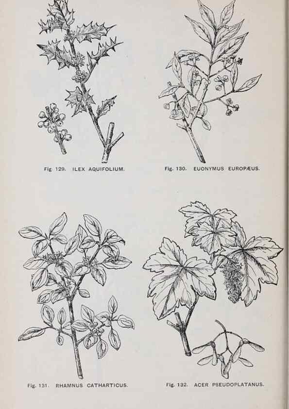 Reproducción/Reproduction 49742707723: The flora of the Liverpool district /. Liverpool :D. Marples & Co.,1902.. 