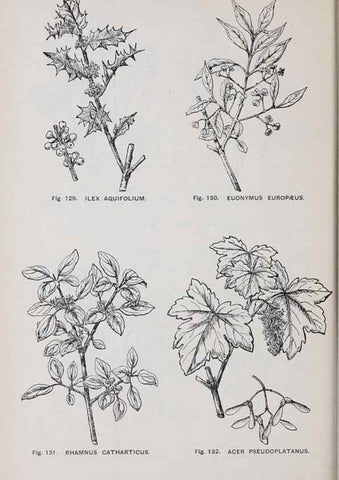 Reproducción/Reproduction 49742707723: The flora of the Liverpool district /. Liverpool :D. Marples & Co.,1902.. 