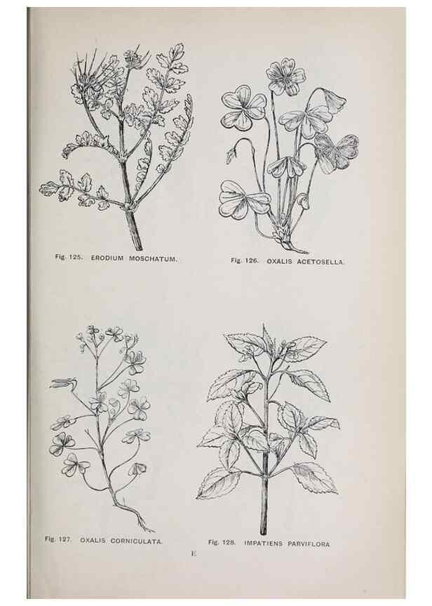 Reproducción/Reproduction 49743257216: The flora of the Liverpool district /. Liverpool :D. Marples & Co.,1902.. 