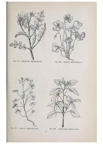 Reproducción/Reproduction 49743257216: The flora of the Liverpool district /. Liverpool :D. Marples & Co.,1902.. 