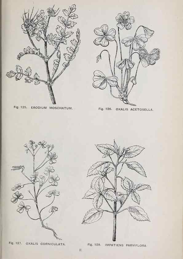 Reproducción/Reproduction 49743257216: The flora of the Liverpool district /. Liverpool :D. Marples & Co.,1902.. 