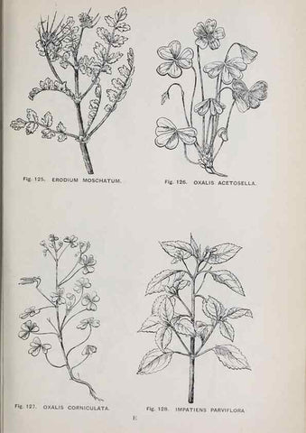 Reproducción/Reproduction 49743257216: The flora of the Liverpool district /. Liverpool :D. Marples & Co.,1902.. 