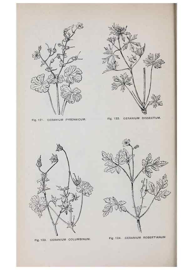 Reproducción/Reproduction 49743256936: The flora of the Liverpool district /. Liverpool :D. Marples & Co.,1902.. 