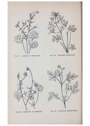 Reproducción/Reproduction 49743256936: The flora of the Liverpool district /. Liverpool :D. Marples & Co.,1902.. 