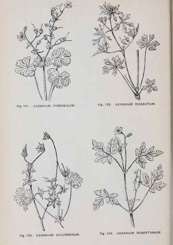 Reproducción/Reproduction 49743256936: The flora of the Liverpool district /. Liverpool :D. Marples & Co.,1902.. 