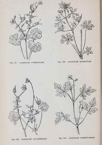 Reproducción/Reproduction 49743256936: The flora of the Liverpool district /. Liverpool :D. Marples & Co.,1902.. 