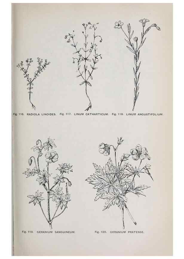 Reproducción/Reproduction 49742706978: The flora of the Liverpool district /. Liverpool :D. Marples & Co.,1902.. 
