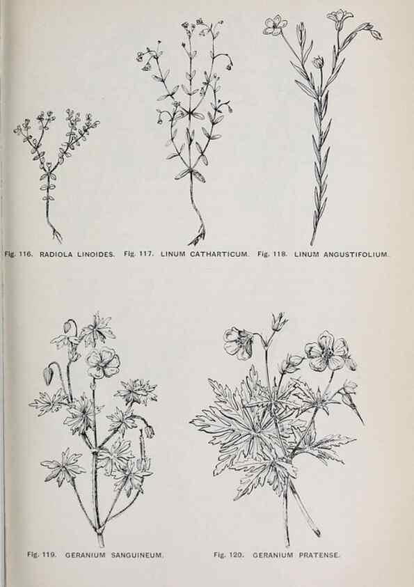 Reproducción/Reproduction 49742706978: The flora of the Liverpool district /. Liverpool :D. Marples & Co.,1902.. 