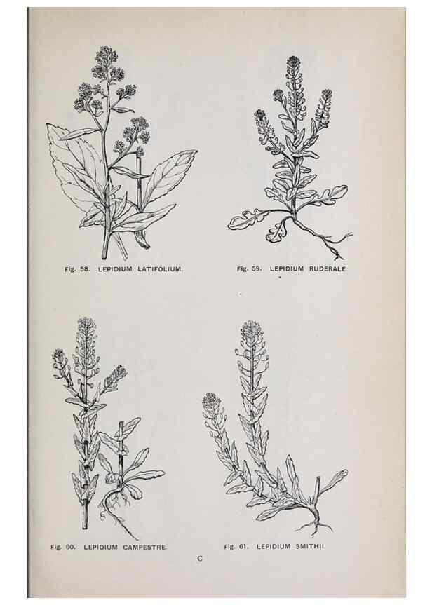 Reproducción/Reproduction 49742703158: The flora of the Liverpool district /. Liverpool :D. Marples & Co.,1902.. 
