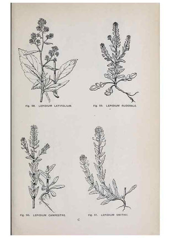 Reproducción/Reproduction 49742703158: The flora of the Liverpool district /. Liverpool :D. Marples & Co.,1902.. 