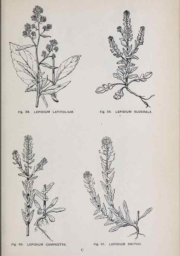 Reproducción/Reproduction 49742703158: The flora of the Liverpool district /. Liverpool :D. Marples & Co.,1902.. 