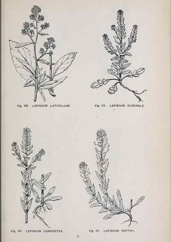 Reproducción/Reproduction 49742703158: The flora of the Liverpool district /. Liverpool :D. Marples & Co.,1902.. 