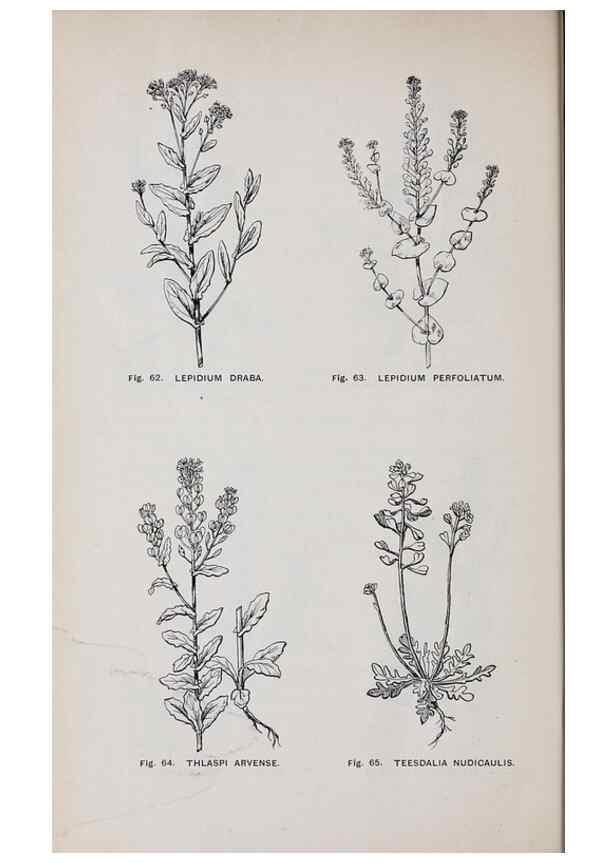 Reproducción/Reproduction 49742703418: The flora of the Liverpool district /. Liverpool :D. Marples & Co.,1902.. 