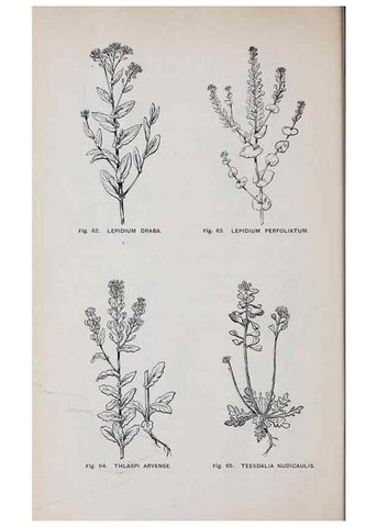 Reproducción/Reproduction 49742703418: The flora of the Liverpool district /. Liverpool :D. Marples & Co.,1902.. 