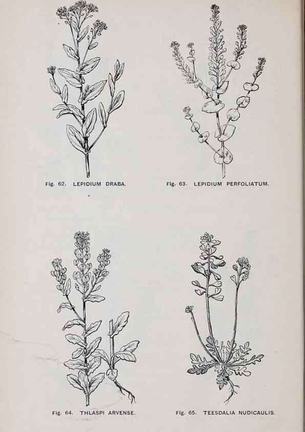 Reproducción/Reproduction 49742703418: The flora of the Liverpool district /. Liverpool :D. Marples & Co.,1902.. 