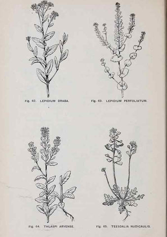 Reproducción/Reproduction 49742703418: The flora of the Liverpool district /. Liverpool :D. Marples & Co.,1902.. 