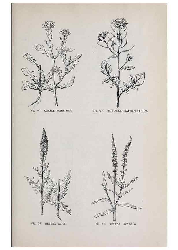 Reproducción/Reproduction 49743575157: The flora of the Liverpool district /. Liverpool :D. Marples & Co.,1902.. 