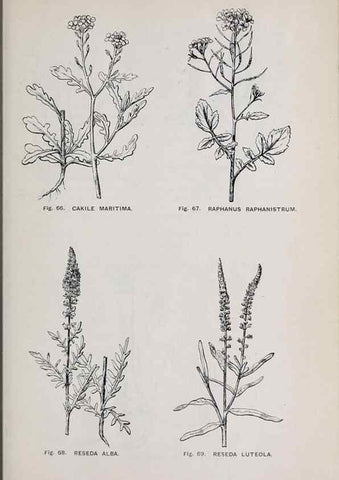 Reproducción/Reproduction 49743575157: The flora of the Liverpool district /. Liverpool :D. Marples & Co.,1902.. 